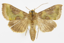 Diachrysia stenochrysis
