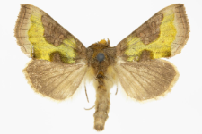 Diachrysia stenochrysis