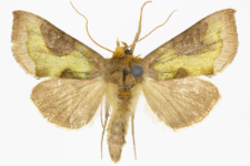 Diachrysia stenochrysis
