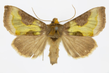 Diachrysia stenochrysis