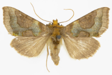 Diachrysia stenochrysis