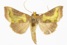 Diachrysia stenochrysis