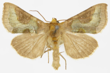 Diachrysia stenochrysis
