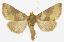 Diachrysia stenochrysis
