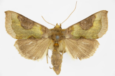 Diachrysia stenochrysis