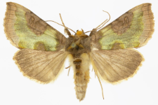 Diachrysia stenochrysis