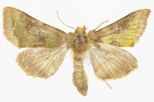 Diachrysia stenochrysis