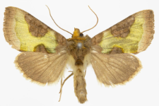 Diachrysia stenochrysis