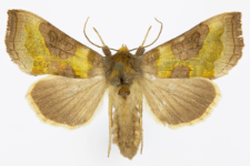 Diachrysia stenochrysis