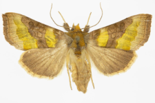 Diachrysia stenochrysis
