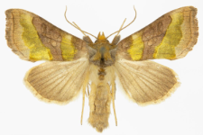 Diachrysia stenochrysis