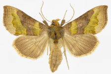 Diachrysia stenochrysis