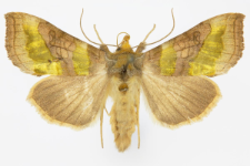 Diachrysia stenochrysis
