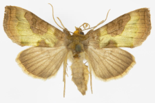 Diachrysia stenochrysis