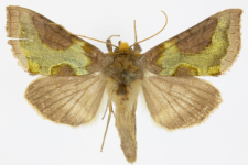 Diachrysia stenochrysis