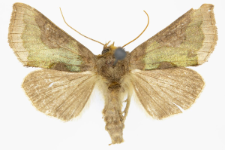 Diachrysia stenochrysis