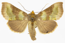 Diachrysia stenochrysis