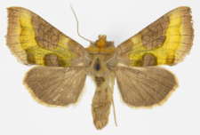 Diachrysia stenochrysis