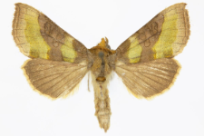 Diachrysia stenochrysis