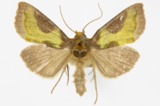 Diachrysia stenochrysis