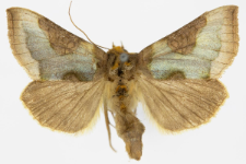 Diachrysia stenochrysis