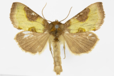 Diachrysia stenochrysis