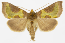Diachrysia stenochrysis