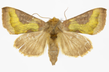 Diachrysia stenochrysis