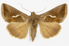 Macdunnoughia confusa