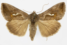 Macdunnoughia confusa