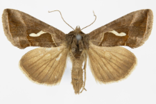 Macdunnoughia confusa