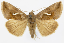 Macdunnoughia confusa