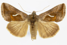 Macdunnoughia confusa