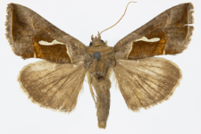 Macdunnoughia confusa