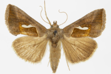 Macdunnoughia confusa