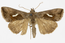 Macdunnoughia confusa