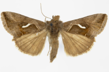 Macdunnoughia confusa