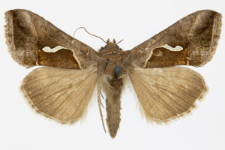 Macdunnoughia confusa