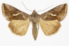 Macdunnoughia confusa