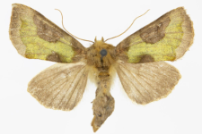 Diachrysia stenochrysis