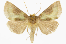 Diachrysia stenochrysis