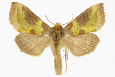 Diachrysia stenochrysis
