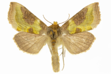 Diachrysia stenochrysis