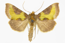 Diachrysia stenochrysis