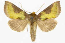 Diachrysia stenochrysis