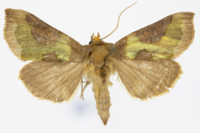 Diachrysia stenochrysis