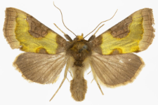 Diachrysia stenochrysis