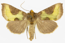 Diachrysia stenochrysis