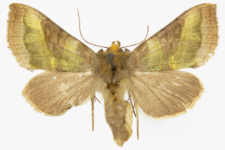 Diachrysia stenochrysis