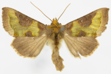 Diachrysia stenochrysis
